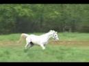 Merlin, Star, and Zaney Merlin, Star, and Zaney