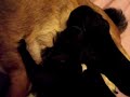Puppies eating Puppies eating