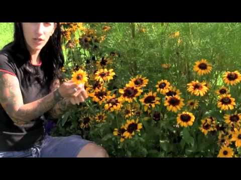how to collect rudbeckia seeds