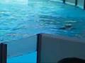 MarineLand - Canada Day 2008