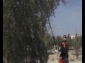 Vareador de aceituna Stihl SP 481-451