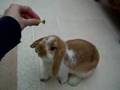 crumble, 10 week baby mini lop bunny rabbit