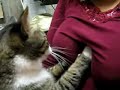 Cat Fondles Breasts