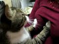 Cat Fondles Breasts