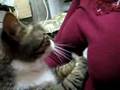 Cat Fondles Breasts