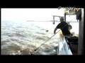 Discovery News- Chesapeake Oysters