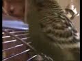 Vogel rockt