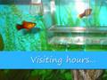 Platy love and babies