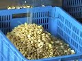 DTJ Horse Bean Peeling Machine