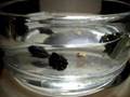 molluscs labⅠ