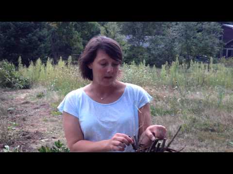 how to replant peonies