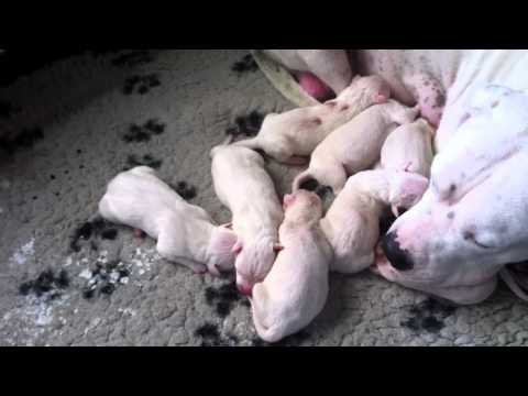 perro de pelea cordobes