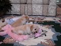 Toy Labradoodle Pups Playing