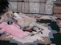 Toy-Labradoodle-Pups
