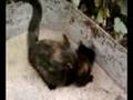 Tom & Jerry 