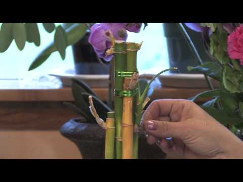 how to replant lucky bamboo