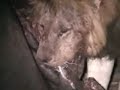lion-kill-hyena.html