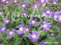 愛情物語 :カーメン・キャバレロ / To Love Again :Carmen Cavallaro 愛情物語