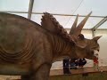 luka i tata raspravljaju o tome koji dinosaur je legosaur, a koji t-rex... 
