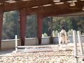 Schooling Show