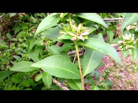 how to grow abelia