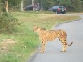 マーキングするチーター