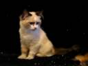 TEACUP white masked bicolor Seal Point Woolidoo 4 adoption www.tcup-persians.com