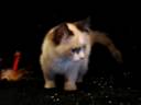 TEACUP white masked bicolor Seal Point Woolidoo 4 adoption www.tcup-persians.com