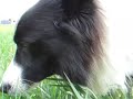 Vegetarian Border Collie Vegetarian Border Collie