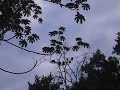 Howler Monkeys at Tikal