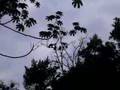 Howler Monkeys at Tikal