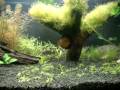 Apistograma Cacatuoide colocando o Ray para correr...Apisto, descanse em paz! 