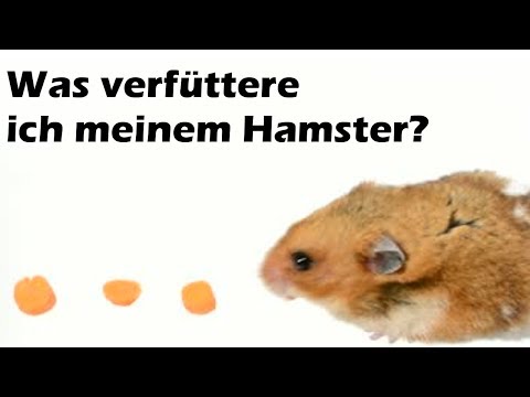 Was verfüttere ich meinem Hamster?