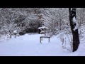 Guarda video