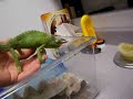 murph and i just hangin out killin time, thought we would try a new feeding technique, seems to work well except for that little slip up!