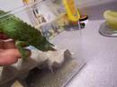 murph vs crickets