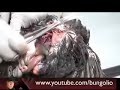 Gallos Muertos (parte 2) - RELATOS DE ULTRATUMBA