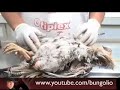 Gallos Muertos (parte 2) - RELATOS DE ULTRATUMBA