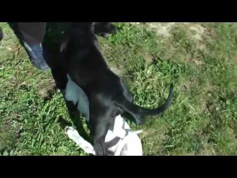 PITBULL VS DOGO ARGENTINO