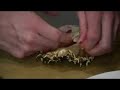 Cleaning Crab  Tails