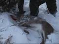 Iowa late muzzleloader deer hunting