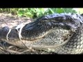 Bar owner finds big gator in backyard