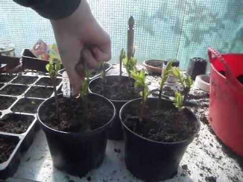 how to transplant forsythia