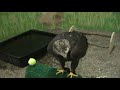 Bald Eagle Was'aka at NEC 11=27=09