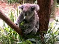 Koalas eating leaves