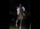 I Wish I Had A Horse
