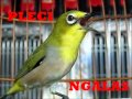 Suara Burung Pleci Ngalas Masteran Burung Pleci Ngalas 1