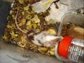 Reptiles And Co Fortieth Video
