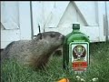 How Much Jager Would A Woodchuck Chuck if a Woodchuck...