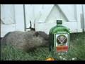 How Much Jager Would A Woodchuck Chuck if a Woodchuck...